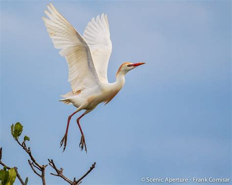 Florida Friends | Focusing on Wildlife