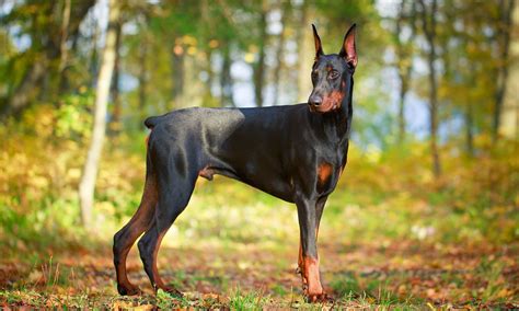 Doberman Coat Colors