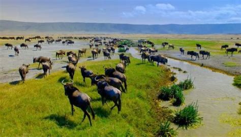 Ngorongoro conservation area-Tanzania | Tanzania Wildlife Safari | Tours