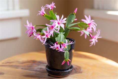 How to Grow and Care for Easter Cactus