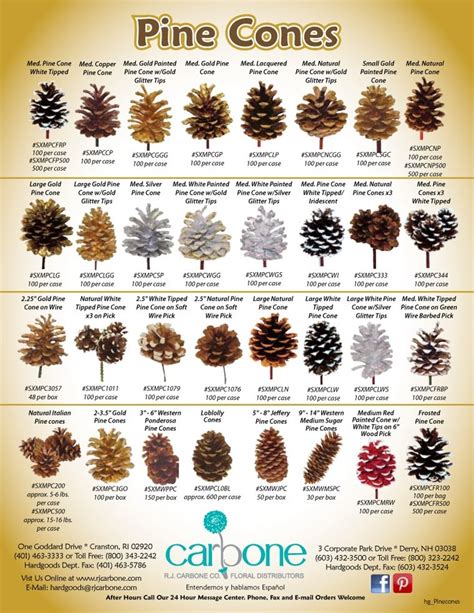 Pine cones | Pine cones, Tree identification, Pine cone crafts