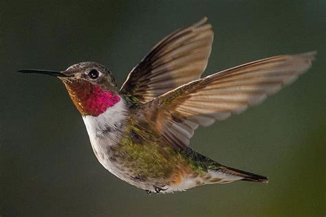 Learn The Sounds Hummingbirds Make - Songs, Calls and More | Hummingbird wings, Hummingbirds ...