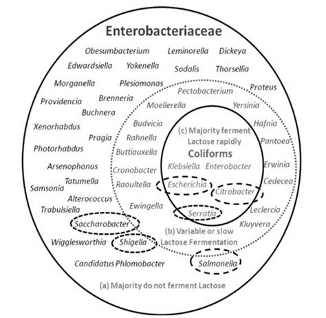 Enterobacteriaceae - BioScience Diagnostics Pte Ltd