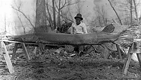 Meet The Alligator Gar, Texas' 10-Foot-Long 'Megafish'