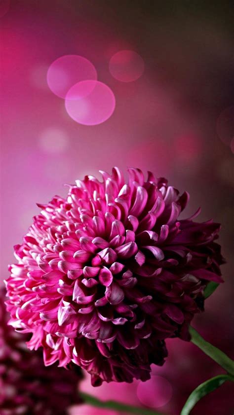 Aggregate 54+ large flower wallpaper latest - in.cdgdbentre