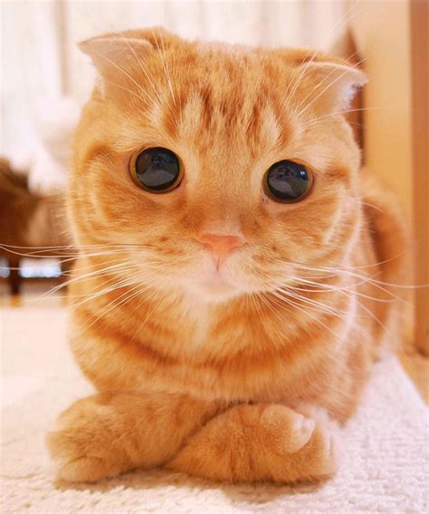 29 Cutest Cats In The World: Purr-fect List For Whiskered Wonder | Bored Panda