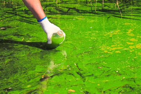 Koi Pond Algae Control