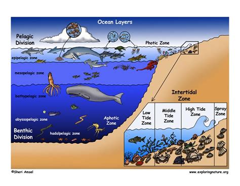 In which zone are the majority of the ocean species found? Why? | Socratic