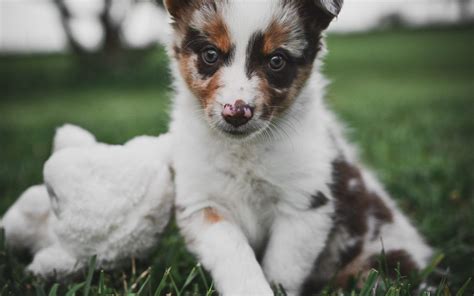 A-colorful-red-merle-female-border-collie-puppy-for-sale.-1080x675 | Border Collie & Maremma ...