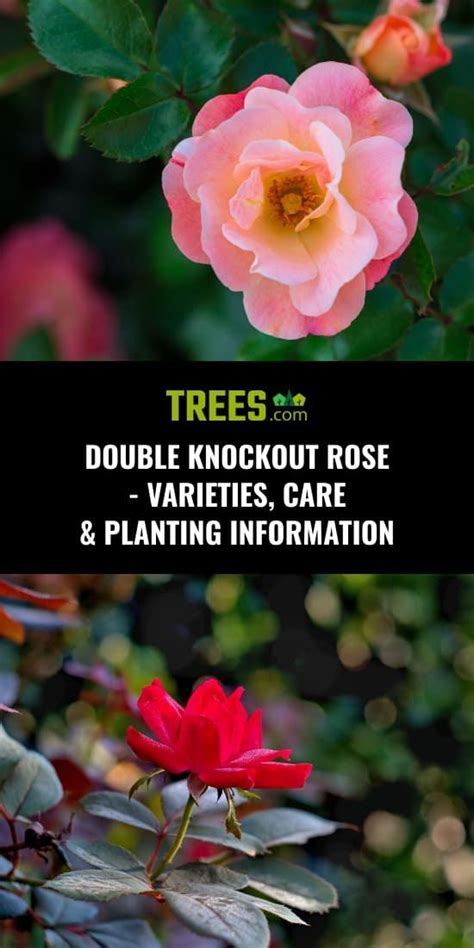 Double Knockout Rose - Varieties, Care & Planting Information | Double ...