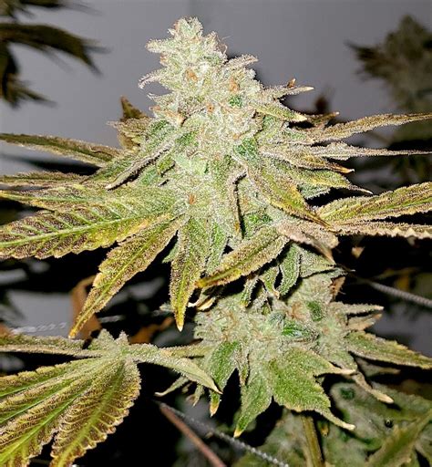 Buy Lemon Gelato Feminized Seeds at the best price!