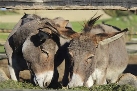 DONKEY MILK FARM | Donkey, The donkey, Milk