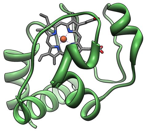 Cytochrome c - Wikipedia