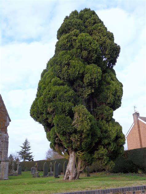 Cypress Tree Hinoki Cypress, Rappelling, Cypress Trees, Photo Tree, Climbers, Garden Inspiration ...