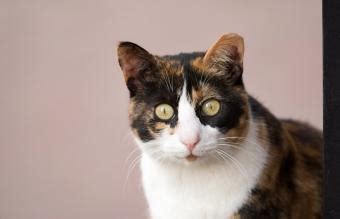 What Makes Male Calico Cats Unique? Myths vs. Facts | LoveToKnow Pets