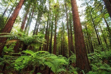 Redwoods - NZ Landscape Prints