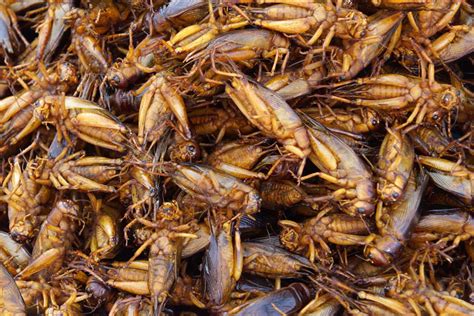 Edible Insects: A Zimbabwean Delicacy | Ndeipi Magazine