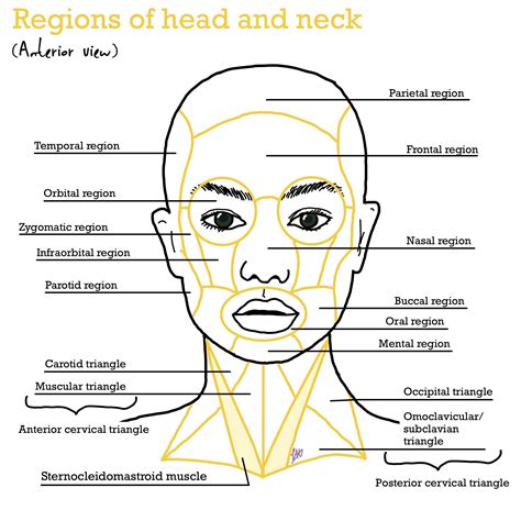 Anatomy - Regions of the head and neck | Anatomy drawing, Anatomy, Head ...