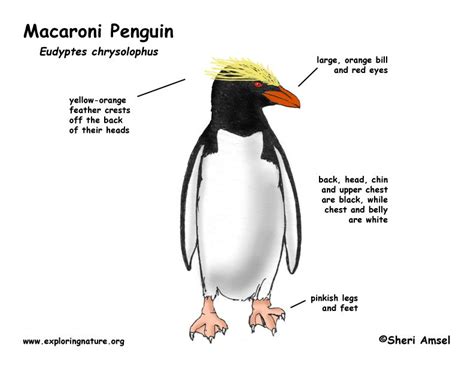 Penguin (Macaroni) -- Exploring Nature Educational Resource | Macaroni ...