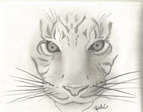 Animal Sketch # 1 ~ Tiger by cjwhit on DeviantArt