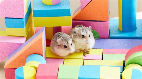 How To Take Care of a Hamster: A Complete Guide | BeChewy