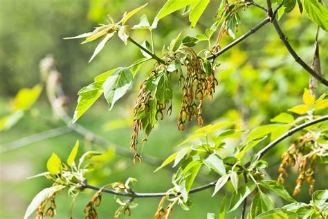 Box Elder Tree Identification: Reveal Facts Characteristics of Boxelder Maple