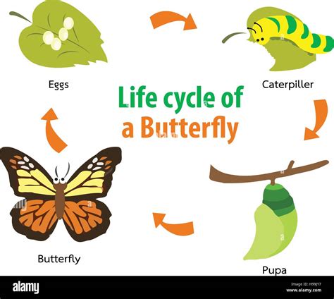 Vector illustration of Butterfly life cycle Stock Vector Image & Art - Alamy