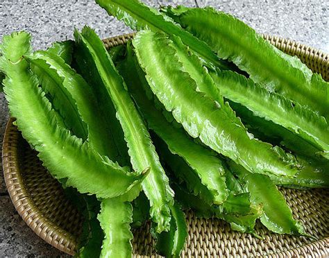 Winged beans seeds pack for home garden from sri lanka ceylon bonsai plants seed - Seeds & Bulbs