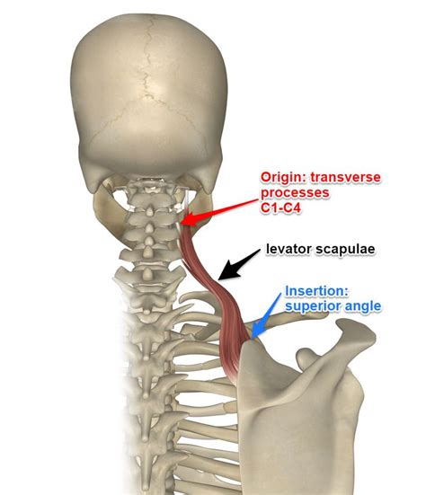 The Levator Scapulae Muscle | Scapula, Neck pain, Tight neck