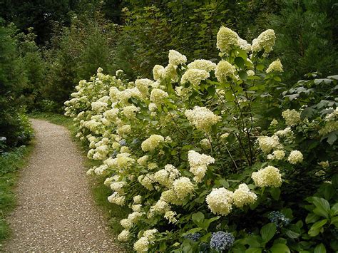 File:Hydrangea paniculata 01 ies.jpg