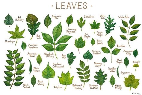 Tree LEAVES | Leaf identification, Tree leaf identification, Autumn leaves prints