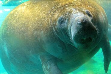 Manatee Teeth: Anatomy and Function - American Oceans