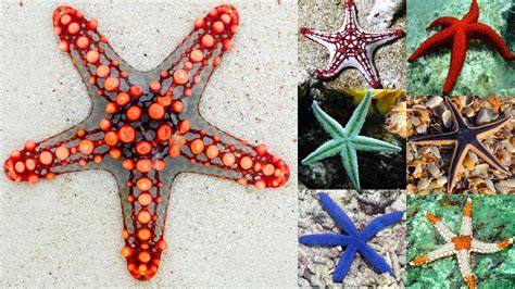 The Colorful and Bizarre World of Starfish - 1 💖 - YouTube