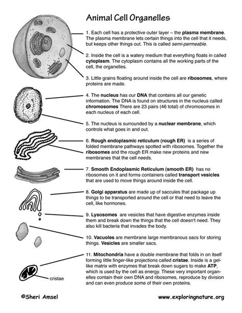 Cell Organelles -- Exploring Nature Educational Resource | Animal cell ...