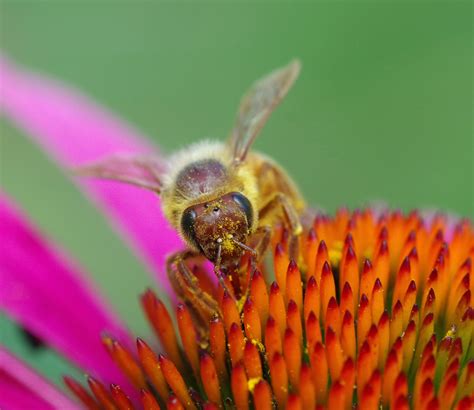 Bee Portrait - Pentax User Photo Gallery