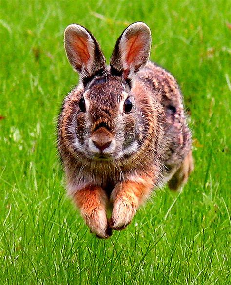 Eastern Cottontail Wild Rabbits at MadelineDyer.com