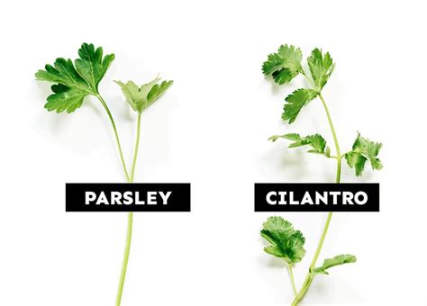 Coriander Vs Parsley