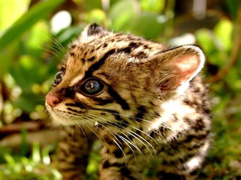 Adorable Baby Ocelot HD desktop wallpaper : Widescreen : High Definition : Fullscreen