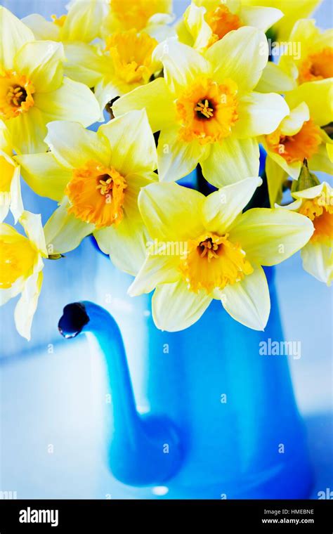 Narcissus daffodils in vintage coffee pot Stock Photo - Alamy