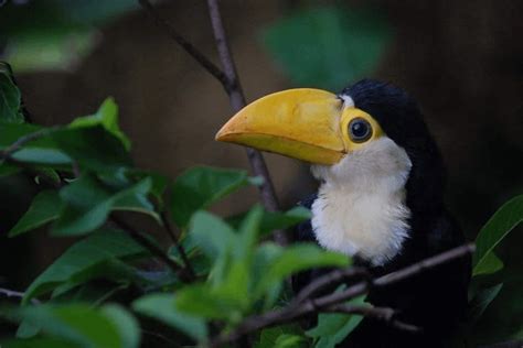 Baby toucan. Image found on google images : pics