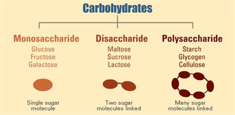 Monosaccharide, Disaccharide and Polysaccharide | Carbohydrates ...