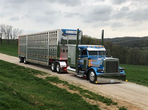 Cow truck. | Custom trucks, Big rig trucks, Big trucks