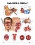 Ear Nose & Throat Anatomical Chart at Best Price in Ambala Cantt | Vidya Techno Art