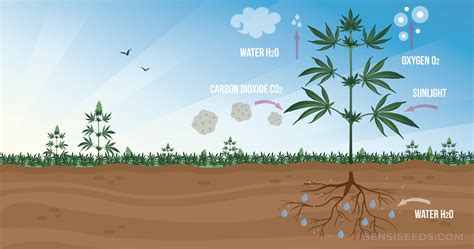 Photosynthesis: What Happens During the Light Phase? - Sensi Seeds