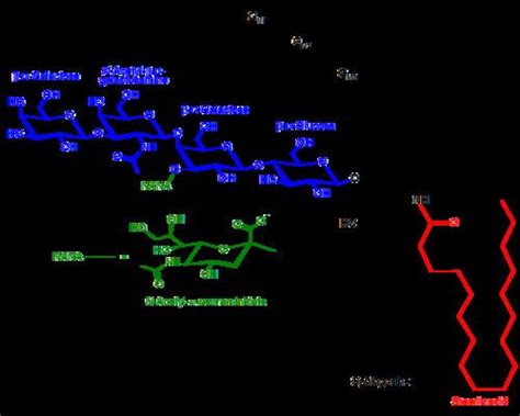 Ganglioside - Alchetron, The Free Social Encyclopedia