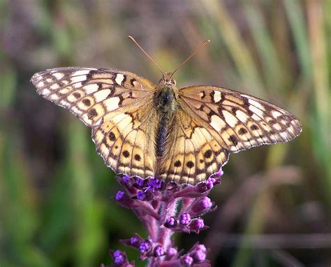 Great Spangled Fritillary Photograph by Roy Erickson - Fine Art America