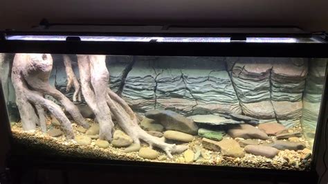 US Native Stream Tank with DIY 3D Styrofoam Rock Wall Background & DIY ...