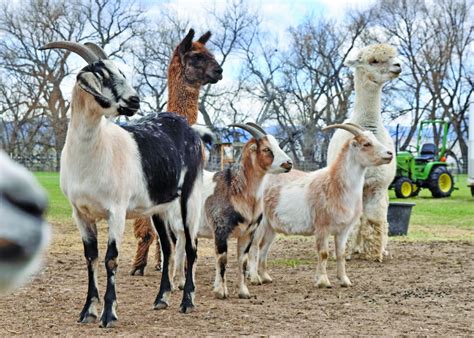 Local Farm animal sanctuary offering virtual tours, Mother's Day event ...