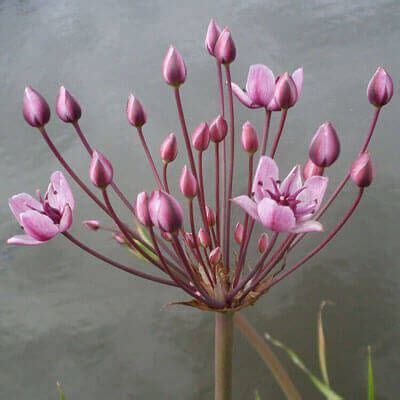 British Native pond and bog plants of UK | Waterside Nursery | Pond plants, Plants, Pond plants uk