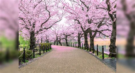 Shillong turns all shades of pink with cherry blossoms in full bloom, Shillong - Times of India ...